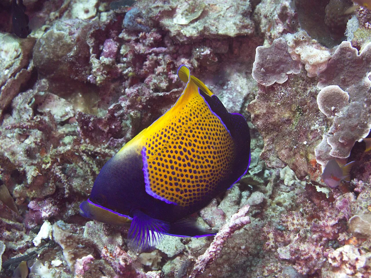 Bluegirdle angelfish (Pomacanthus navarchus)
