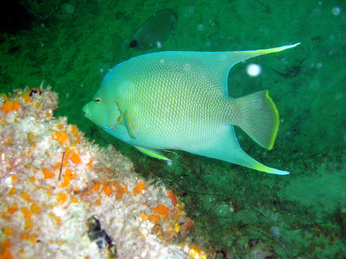 Semicircle angelfish (Pomacanthus semicirculatus)