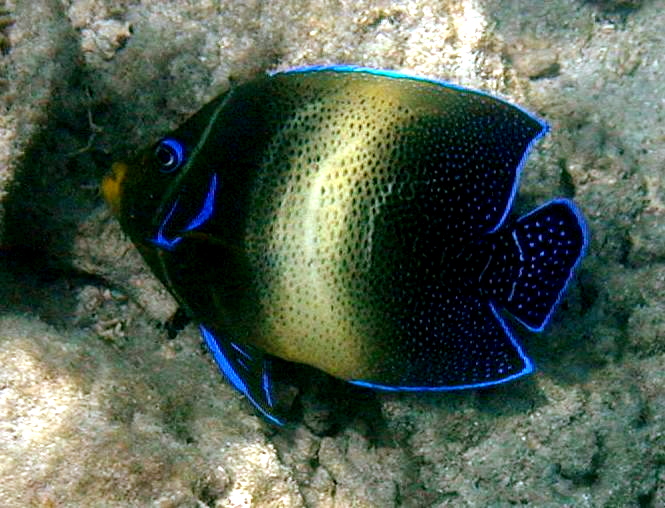 Semicircle angelfish (Pomacanthus semicirculatus)
