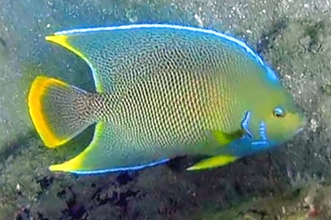 Semicircle angelfish (Pomacanthus semicirculatus)