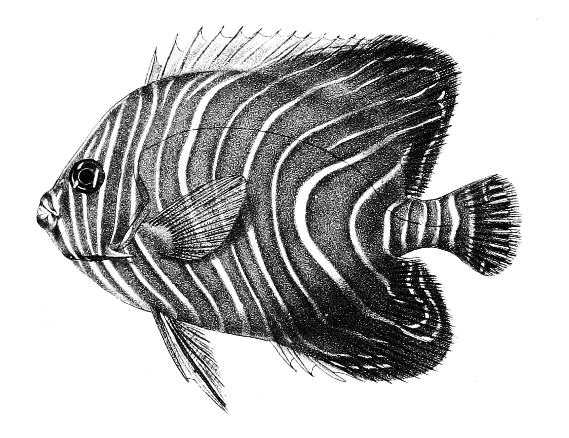 Semicircle angelfish (Pomacanthus semicirculatus)