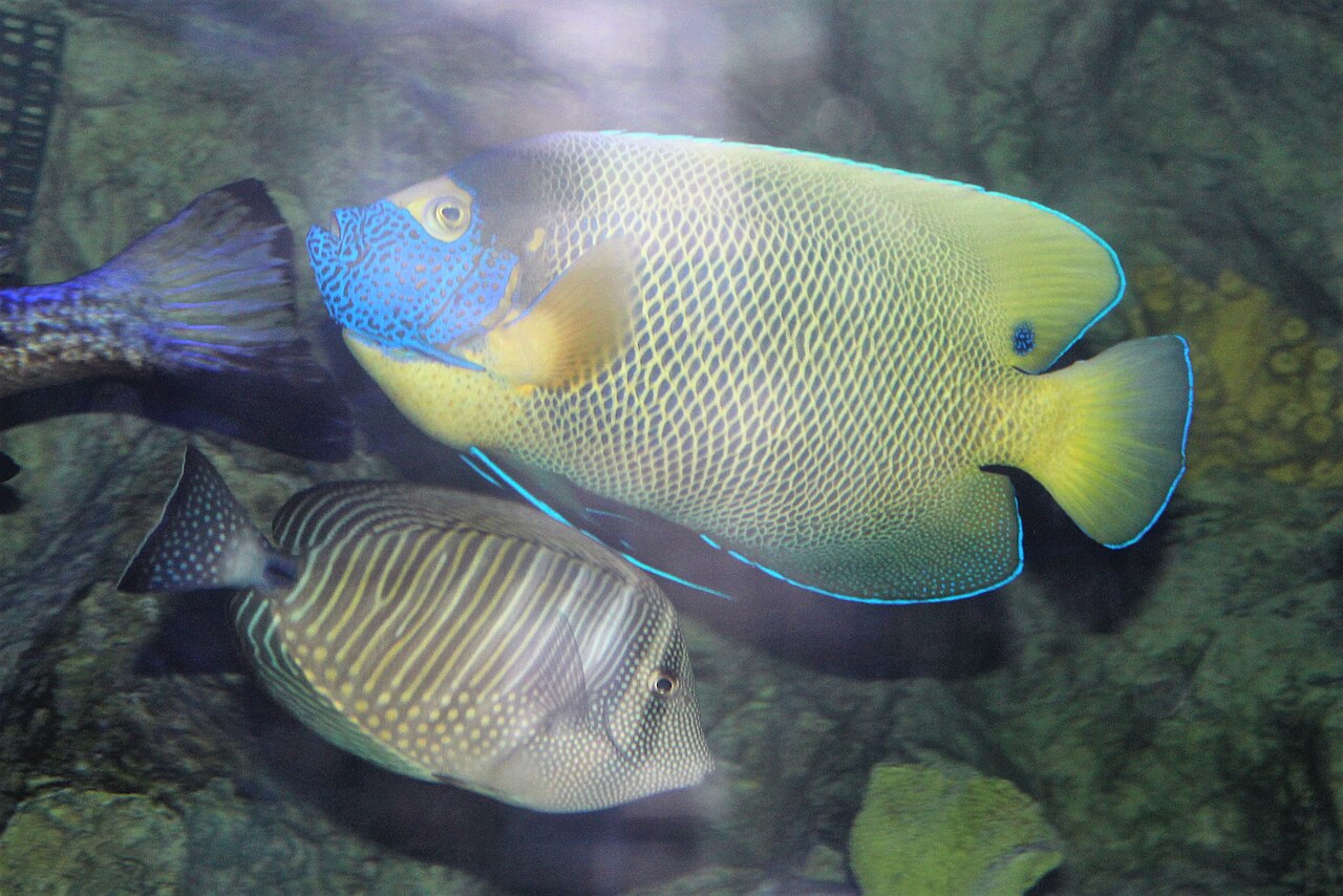 Yellowface angelfish (Pomacanthus xanthometopon)