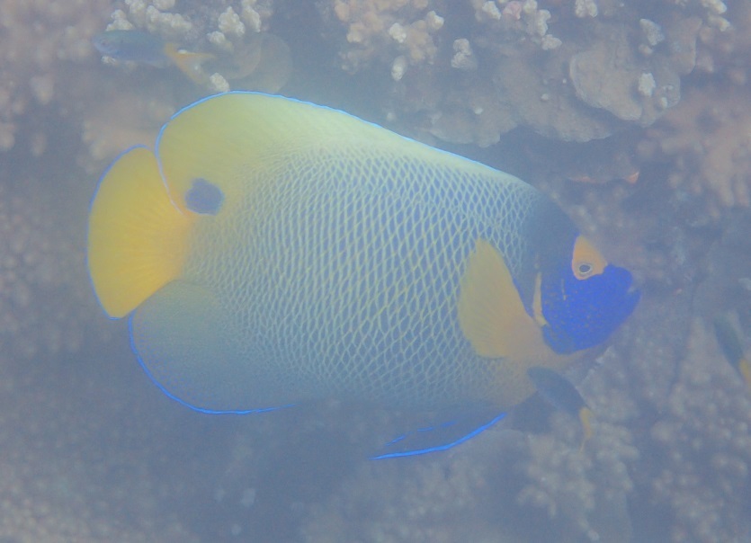 Yellowface angelfish (Pomacanthus xanthometopon)