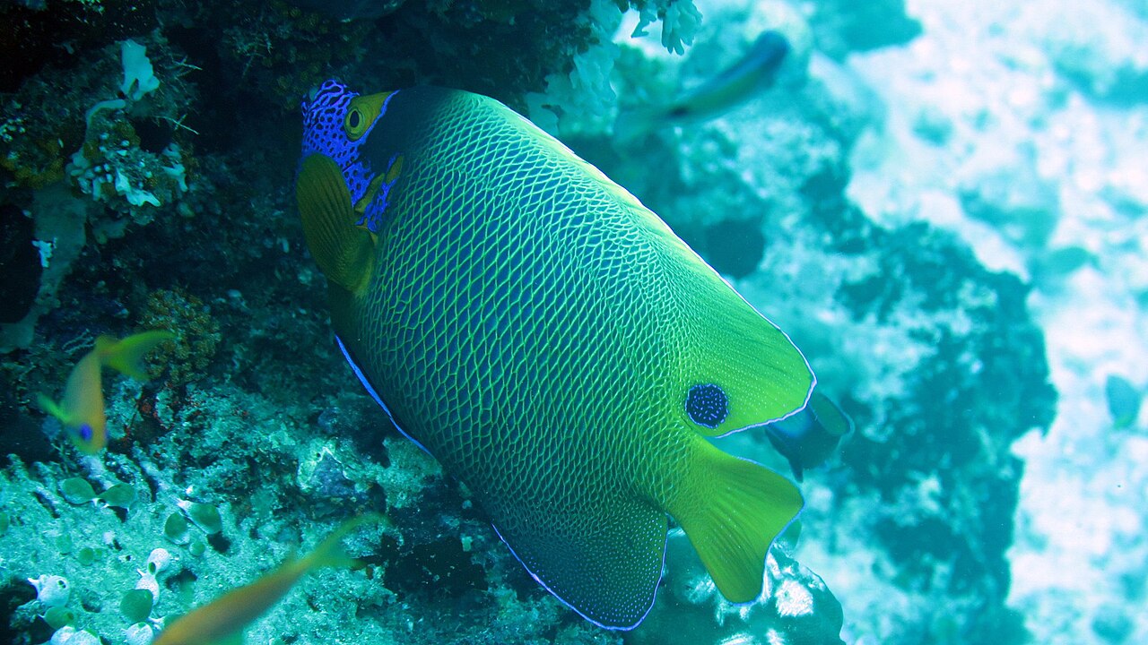 Yellowface angelfish (Pomacanthus xanthometopon)