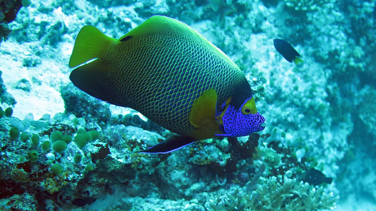 Yellowface angelfish (Pomacanthus xanthometopon)