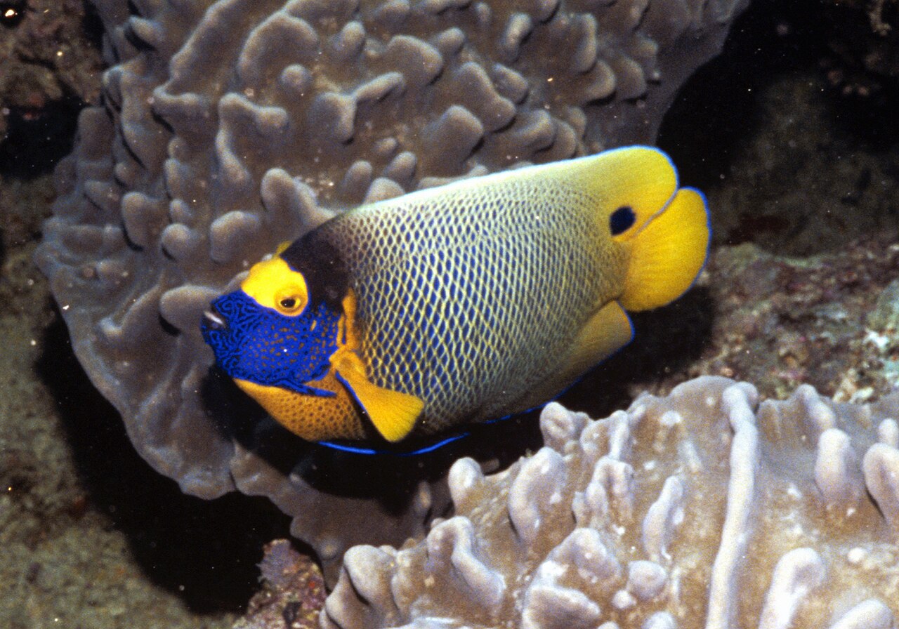 Yellowface angelfish (Pomacanthus xanthometopon)