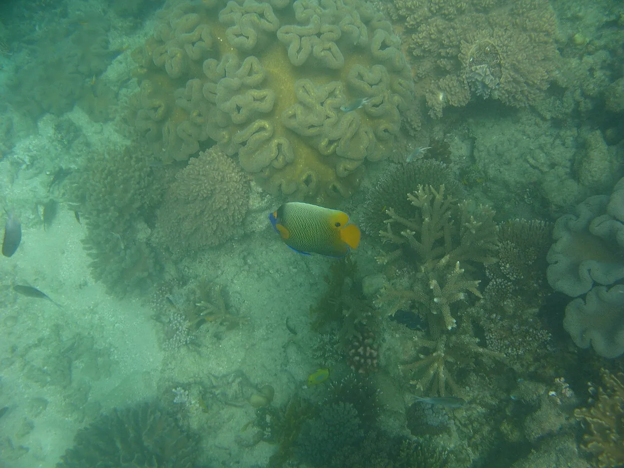 Yellowface angelfish (Pomacanthus xanthometopon)