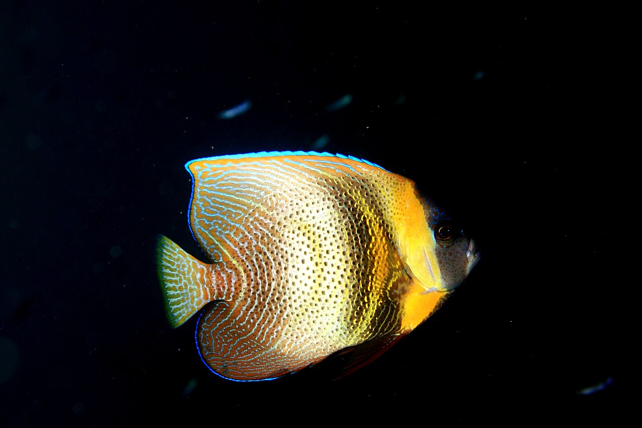 Cortez angelfish (Pomacanthus zonipectus)