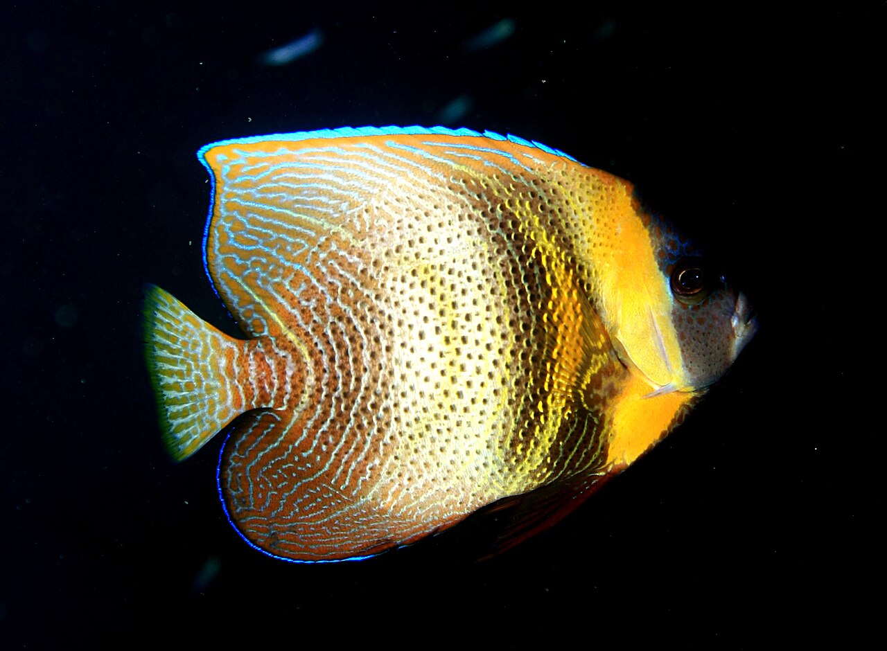 Cortez angelfish (Pomacanthus zonipectus)