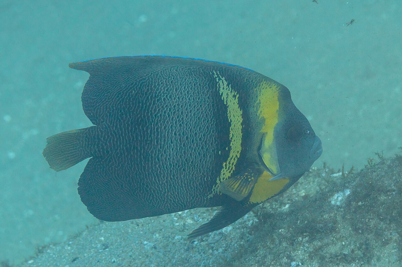 Cortez angelfish (Pomacanthus zonipectus)