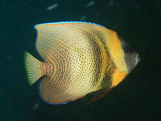 Cortez angelfish (Pomacanthus zonipectus)