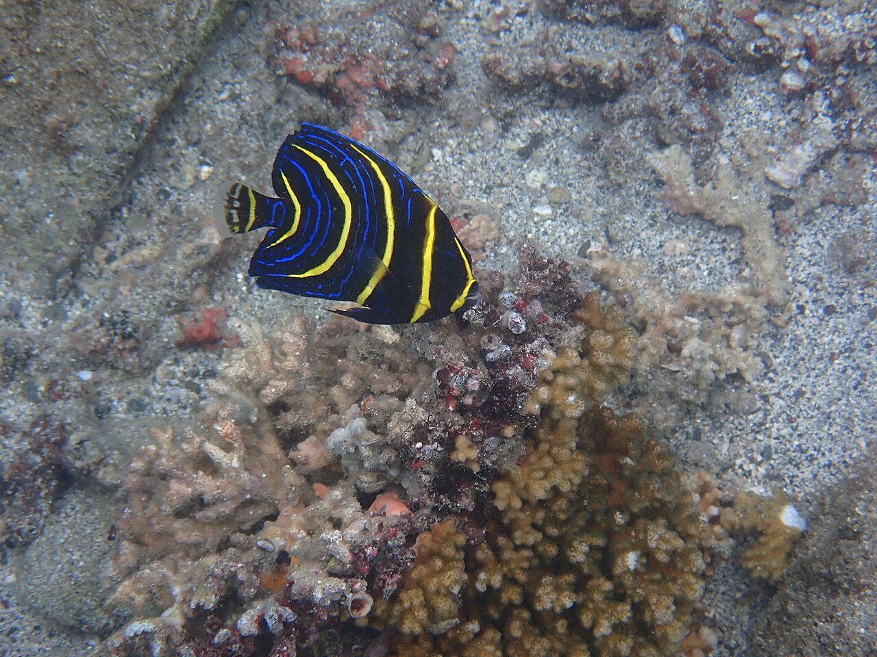 Cortez angelfish (Pomacanthus zonipectus)