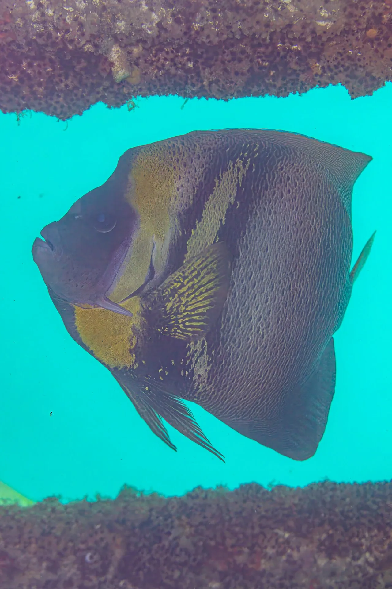 Cortez angelfish (Pomacanthus zonipectus)
