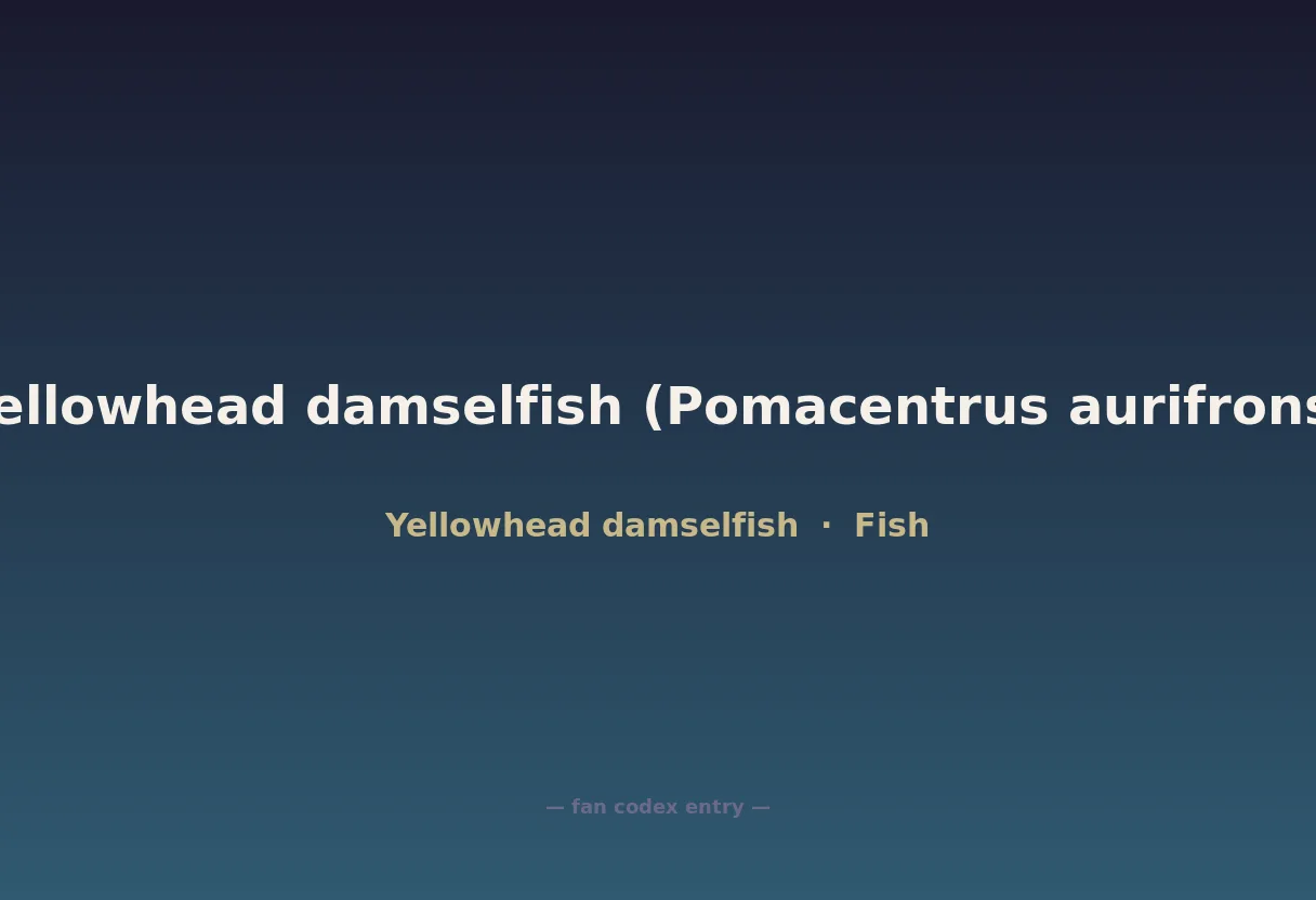 Yellowhead damselfish (Pomacentrus aurifrons)