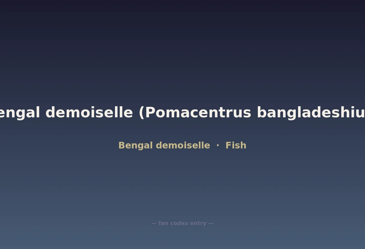 Bengal demoiselle (Pomacentrus bangladeshius)