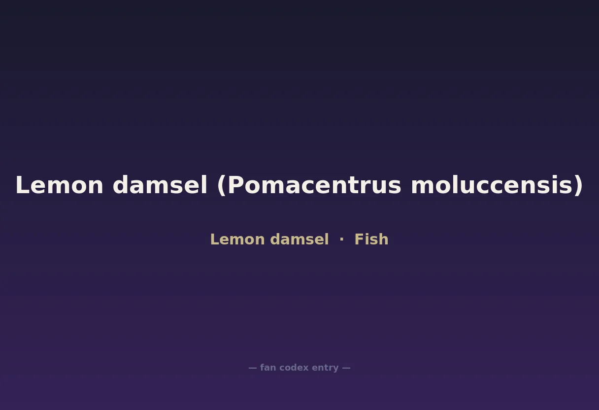 Lemon damsel (Pomacentrus moluccensis)