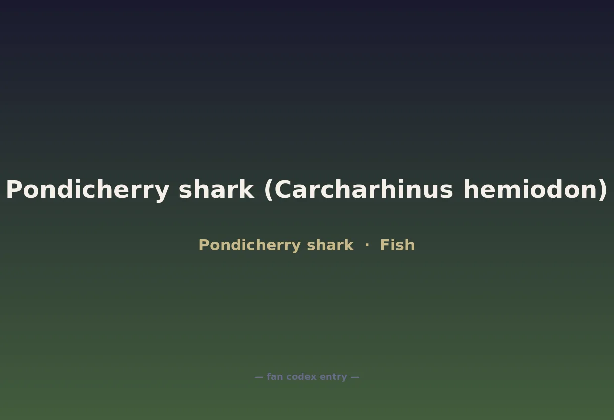 Pondicherry shark (Carcharhinus hemiodon)