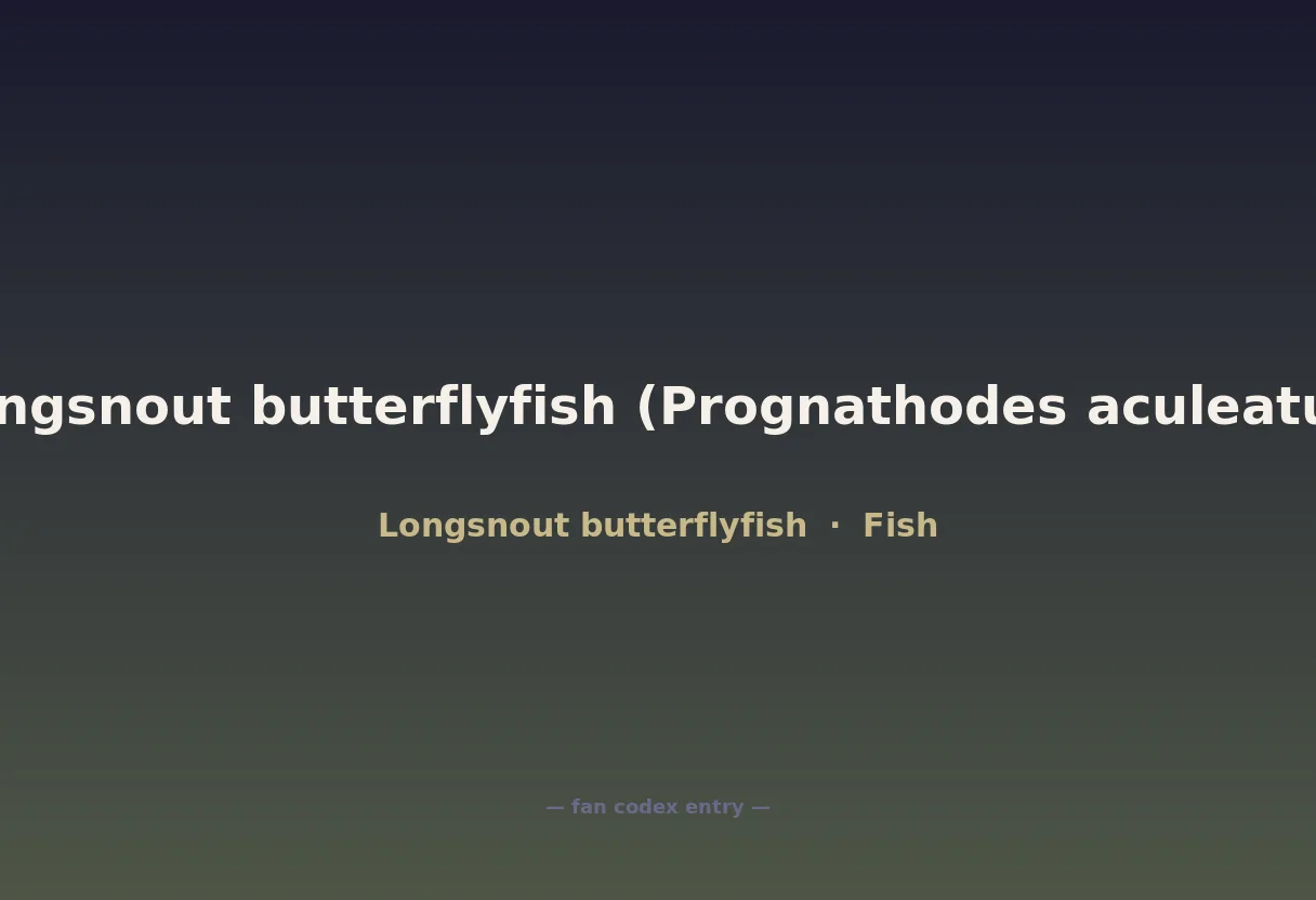 Longsnout butterflyfish (Prognathodes aculeatus)