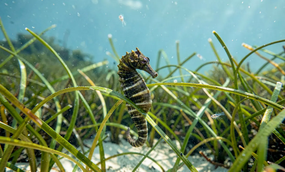 Hippocampus kuda