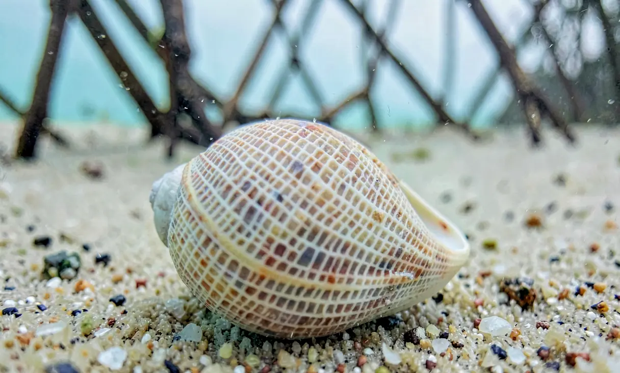 Cancellariinae