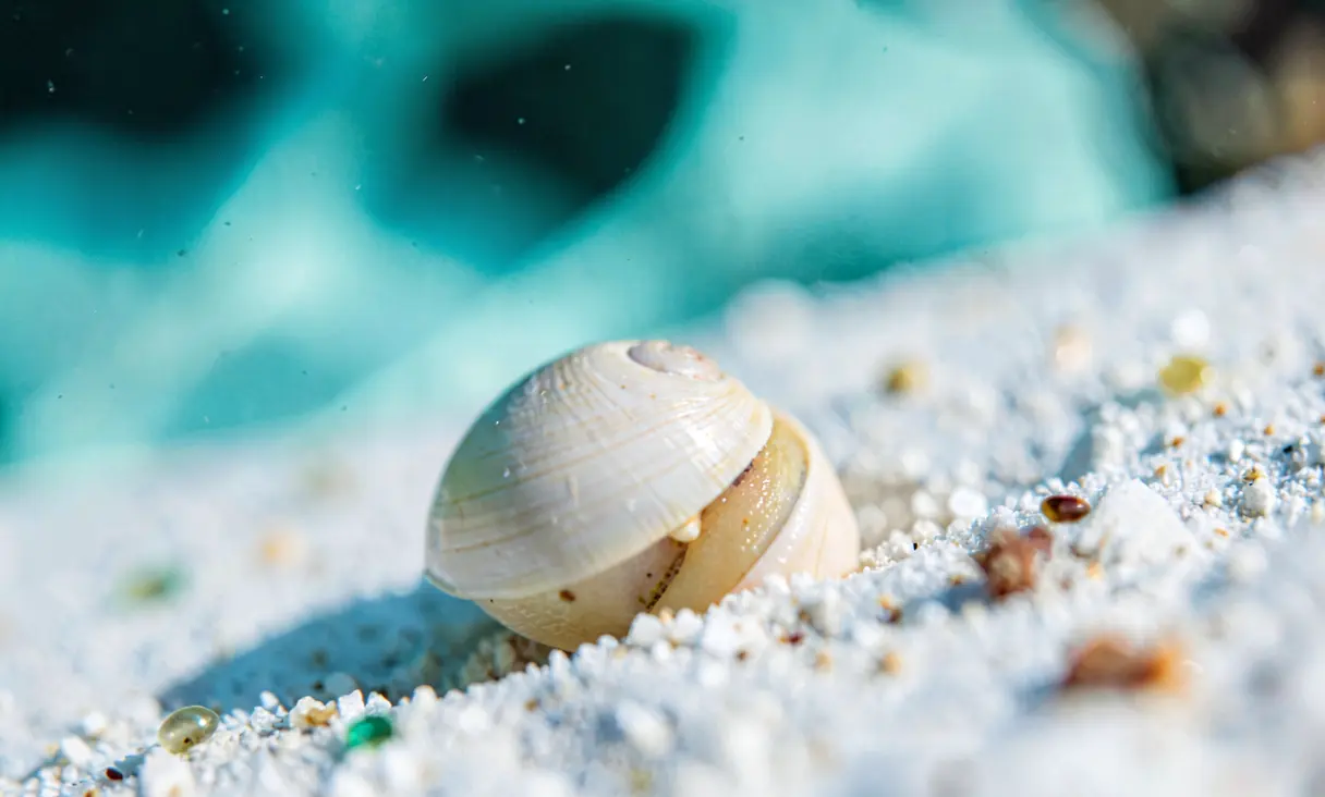 Protoconch