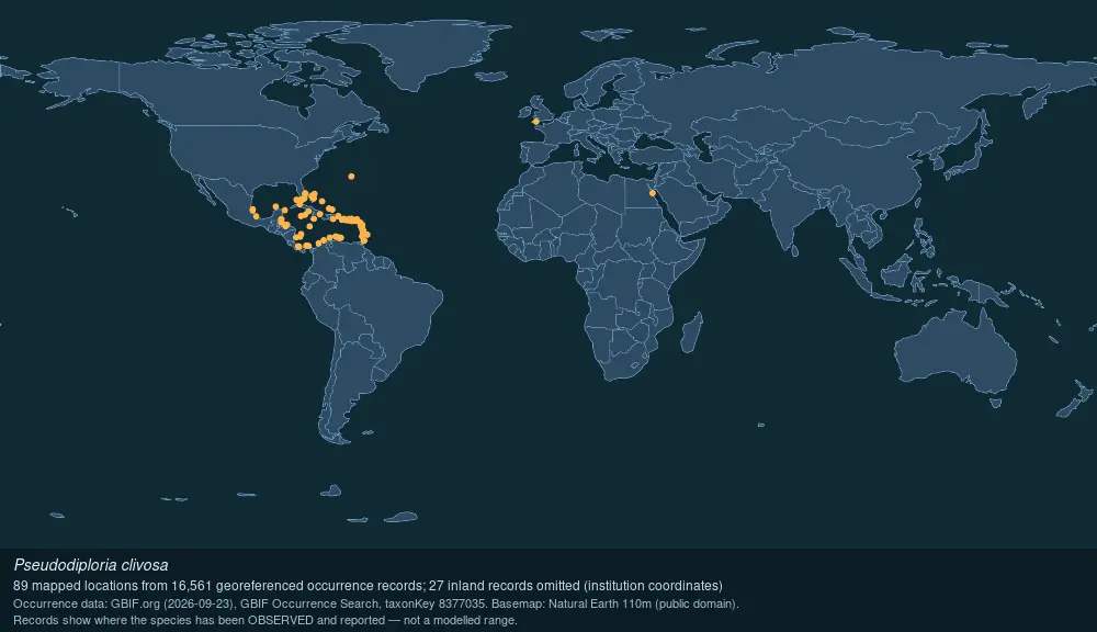 Where Knobby brain coral has been recorded