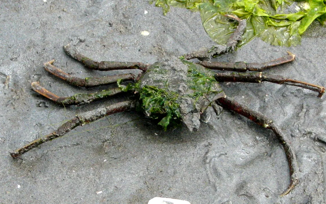 Northern kelp crab (Pugettia producta)