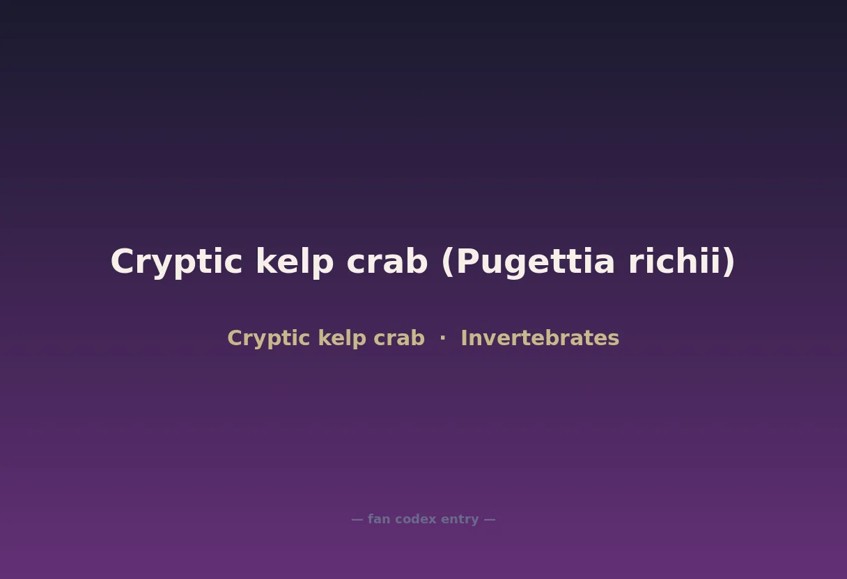 Cryptic kelp crab (Pugettia richii)
