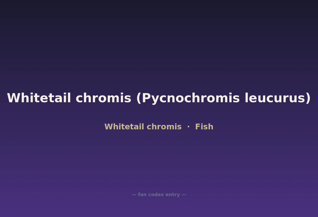 Whitetail chromis (Pycnochromis leucurus)