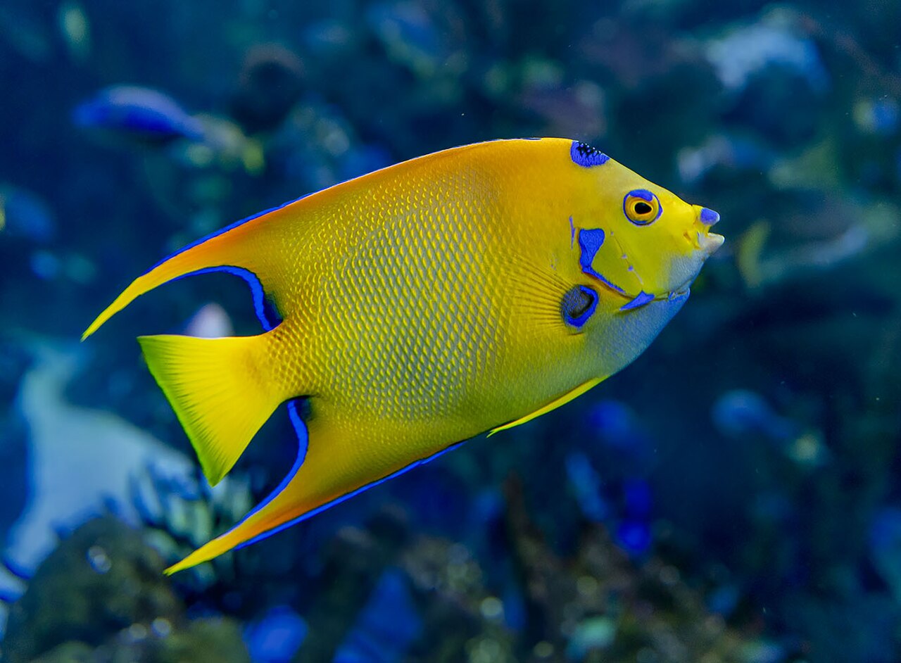 Queen angelfish (Holacanthus ciliaris)