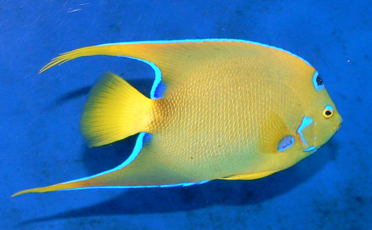 Queen angelfish (Holacanthus ciliaris)