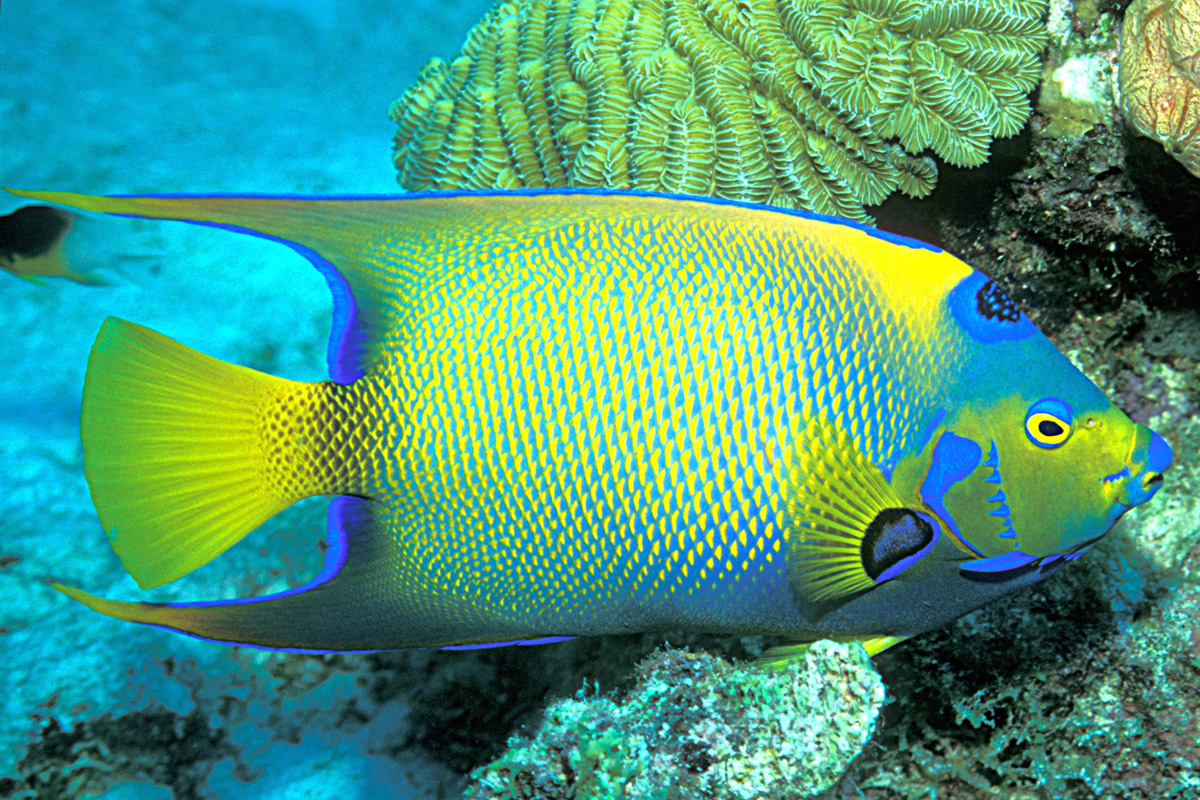 Queen angelfish (Holacanthus ciliaris)
