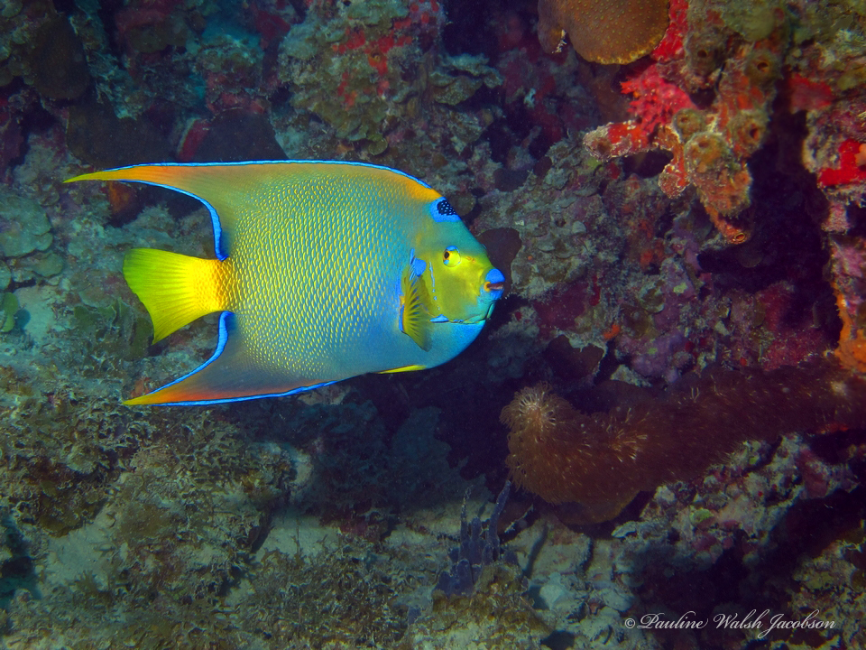 Queen angelfish (Holacanthus ciliaris)