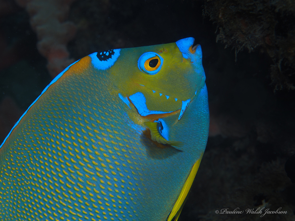 Queen angelfish (Holacanthus ciliaris)