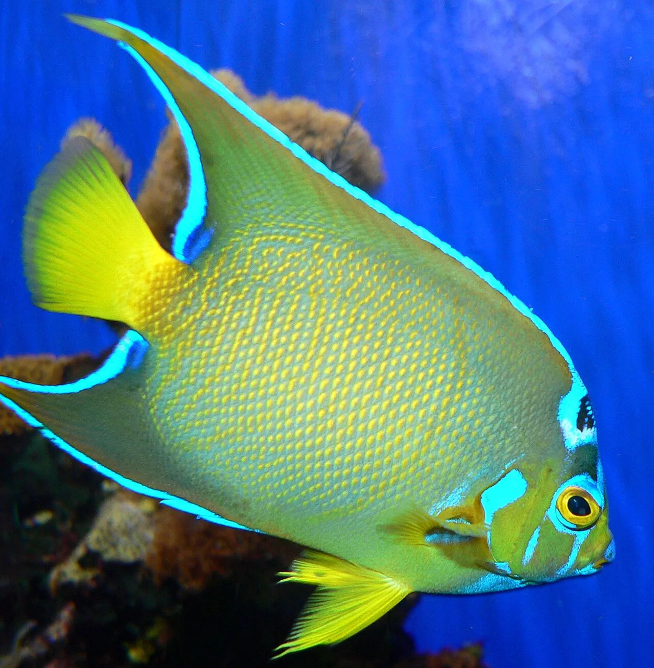 Queen angelfish (Holacanthus ciliaris)