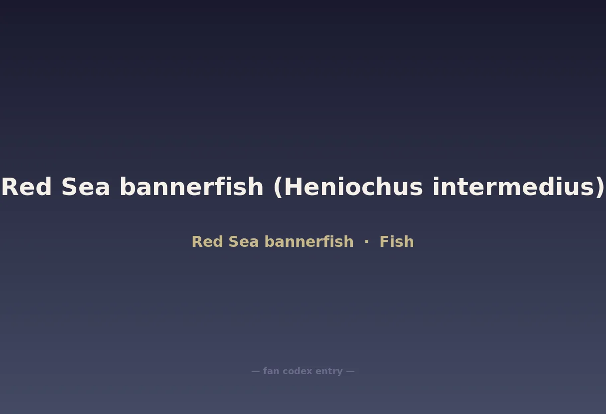 Red Sea bannerfish (Heniochus intermedius)