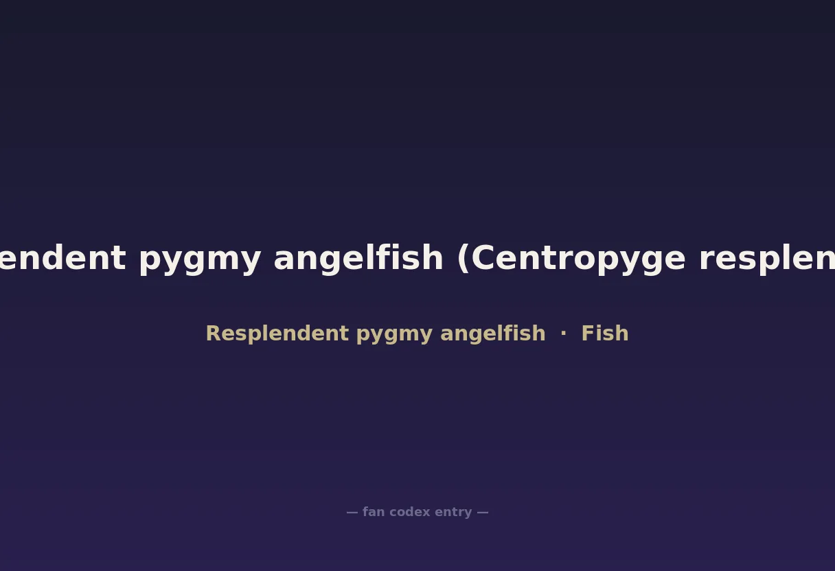 Resplendent pygmy angelfish (Centropyge resplendens)
