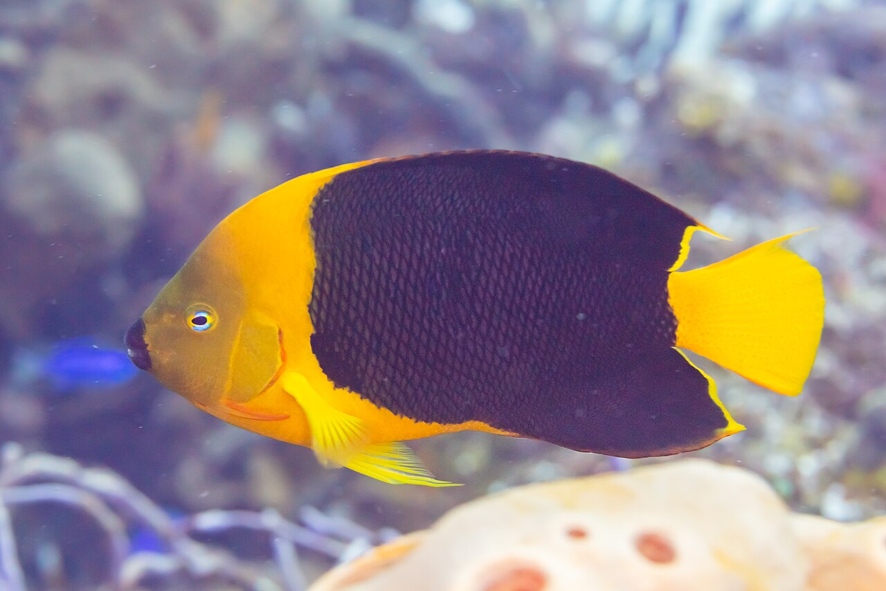 Rock beauty (Holacanthus tricolor)