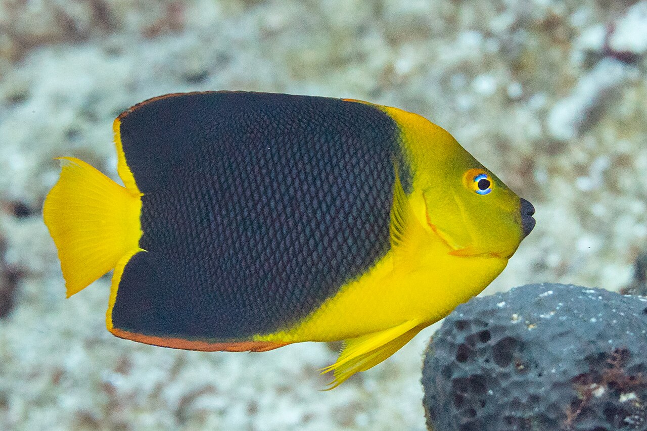 Rock beauty (Holacanthus tricolor)