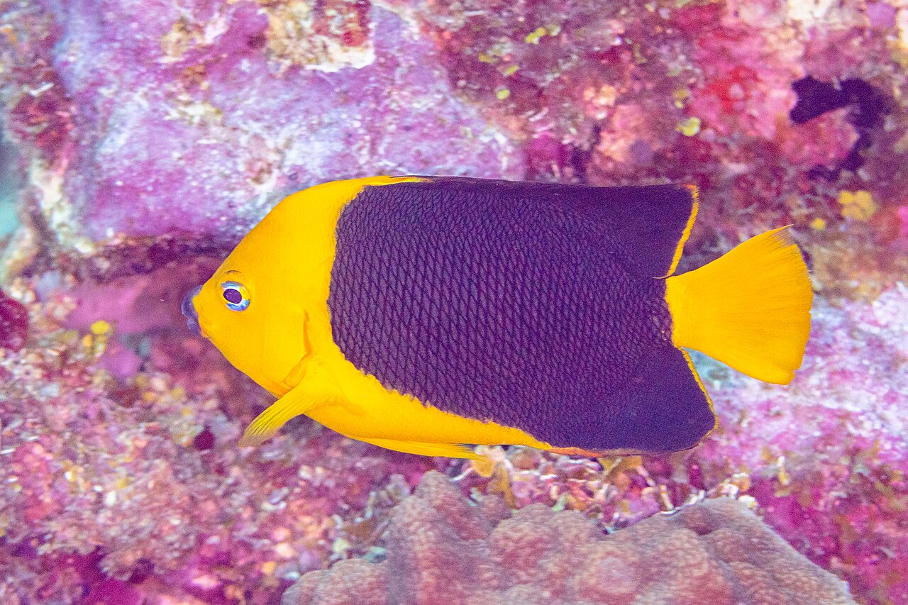 Rock beauty (Holacanthus tricolor)