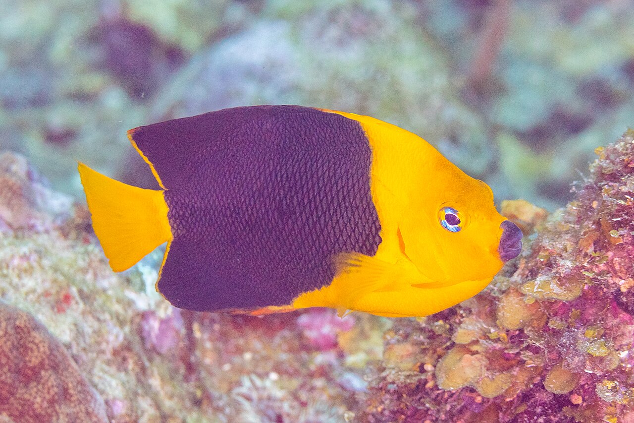 Rock beauty (Holacanthus tricolor)