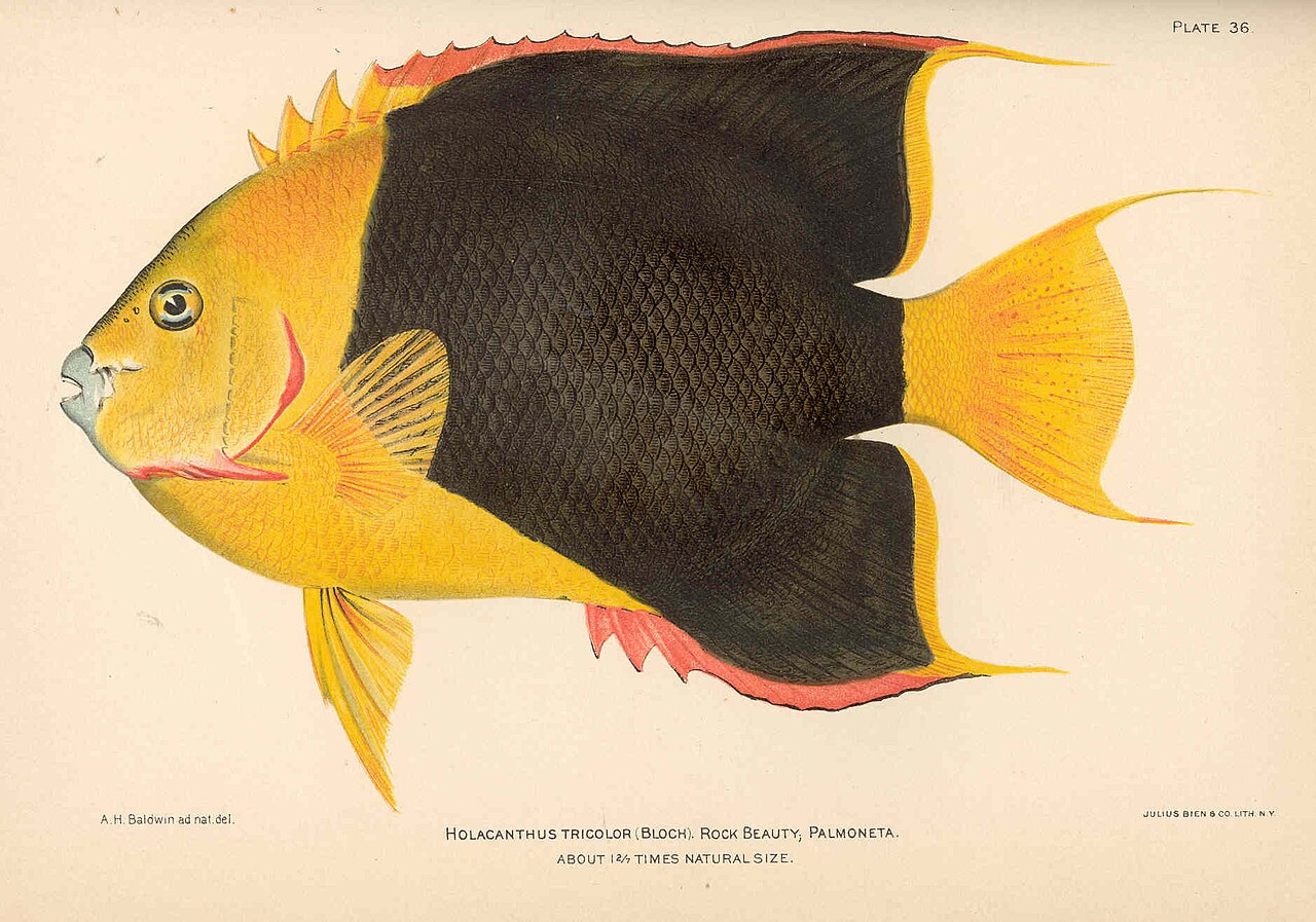 Rock beauty (Holacanthus tricolor)