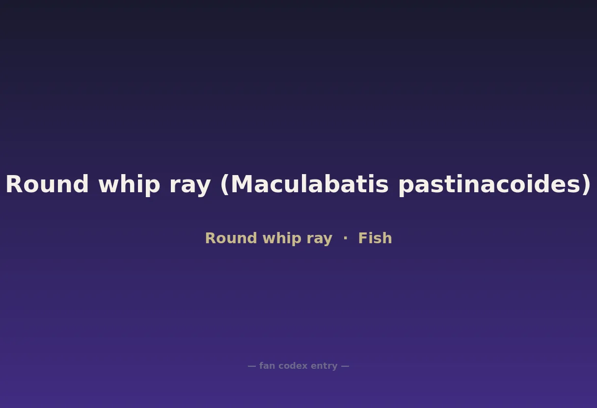 Round whip ray (Maculabatis pastinacoides)