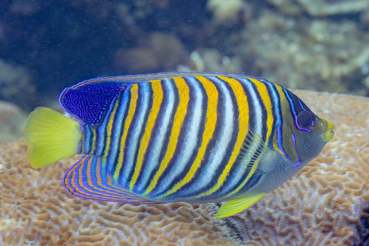 Regal angelfish (Pygoplites diacanthus)