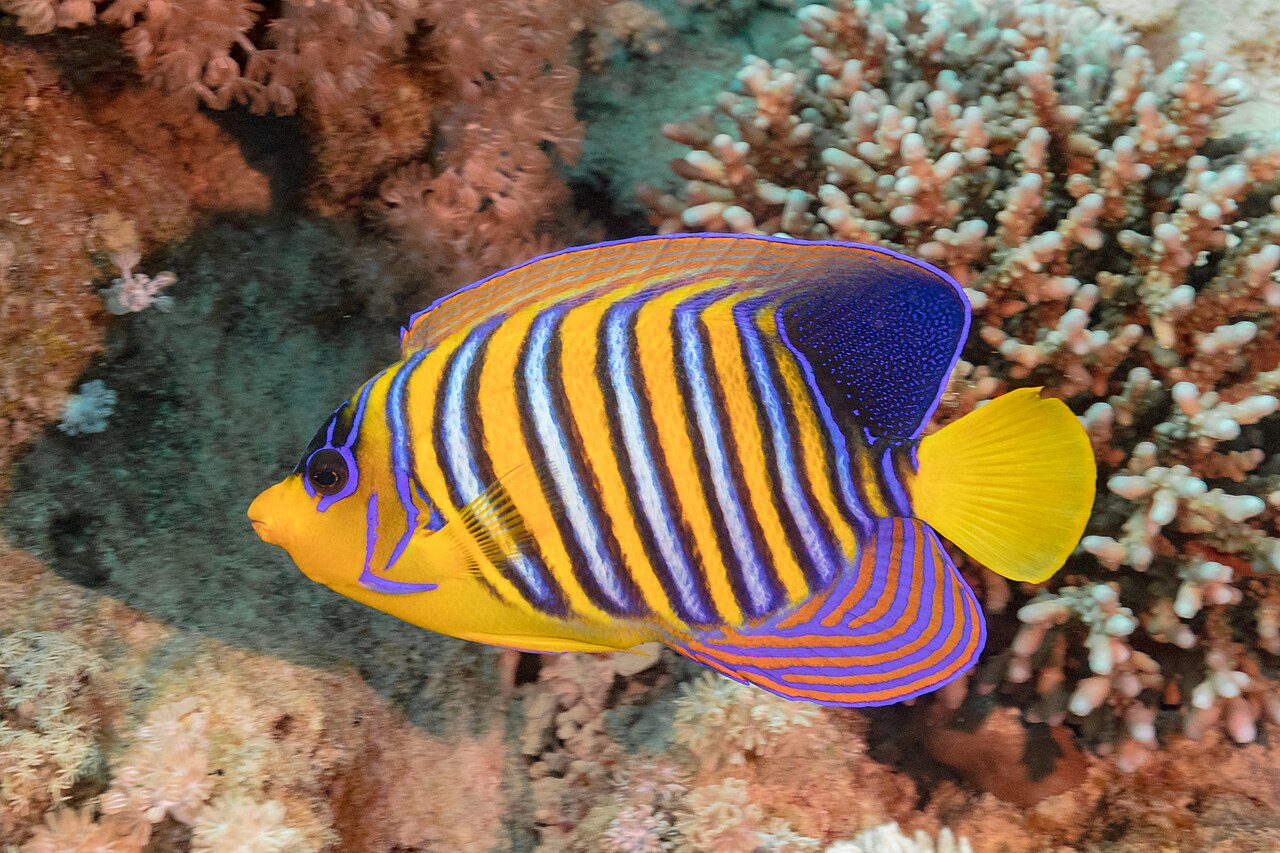 Regal angelfish (Pygoplites diacanthus)