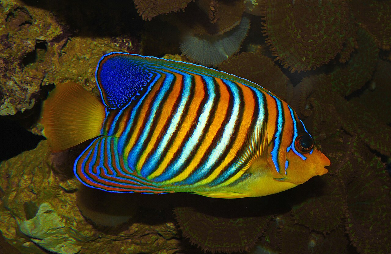 Regal angelfish (Pygoplites diacanthus)