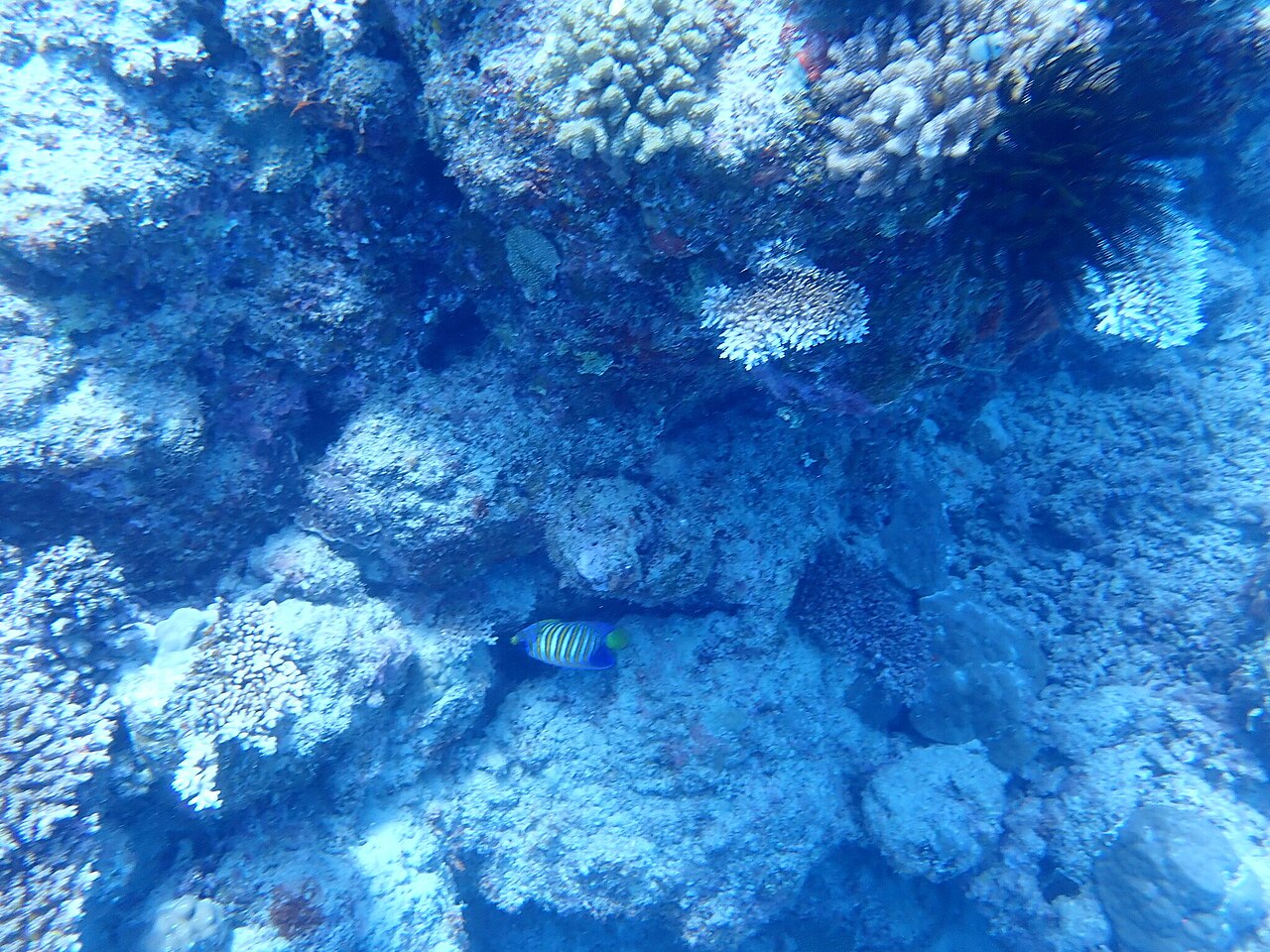 Regal angelfish (Pygoplites diacanthus)