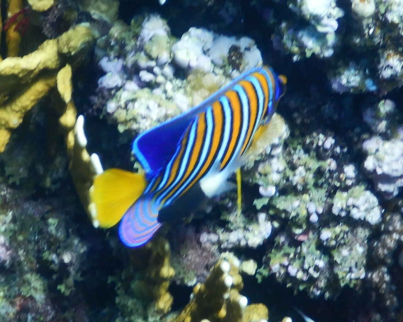 Regal angelfish (Pygoplites diacanthus)