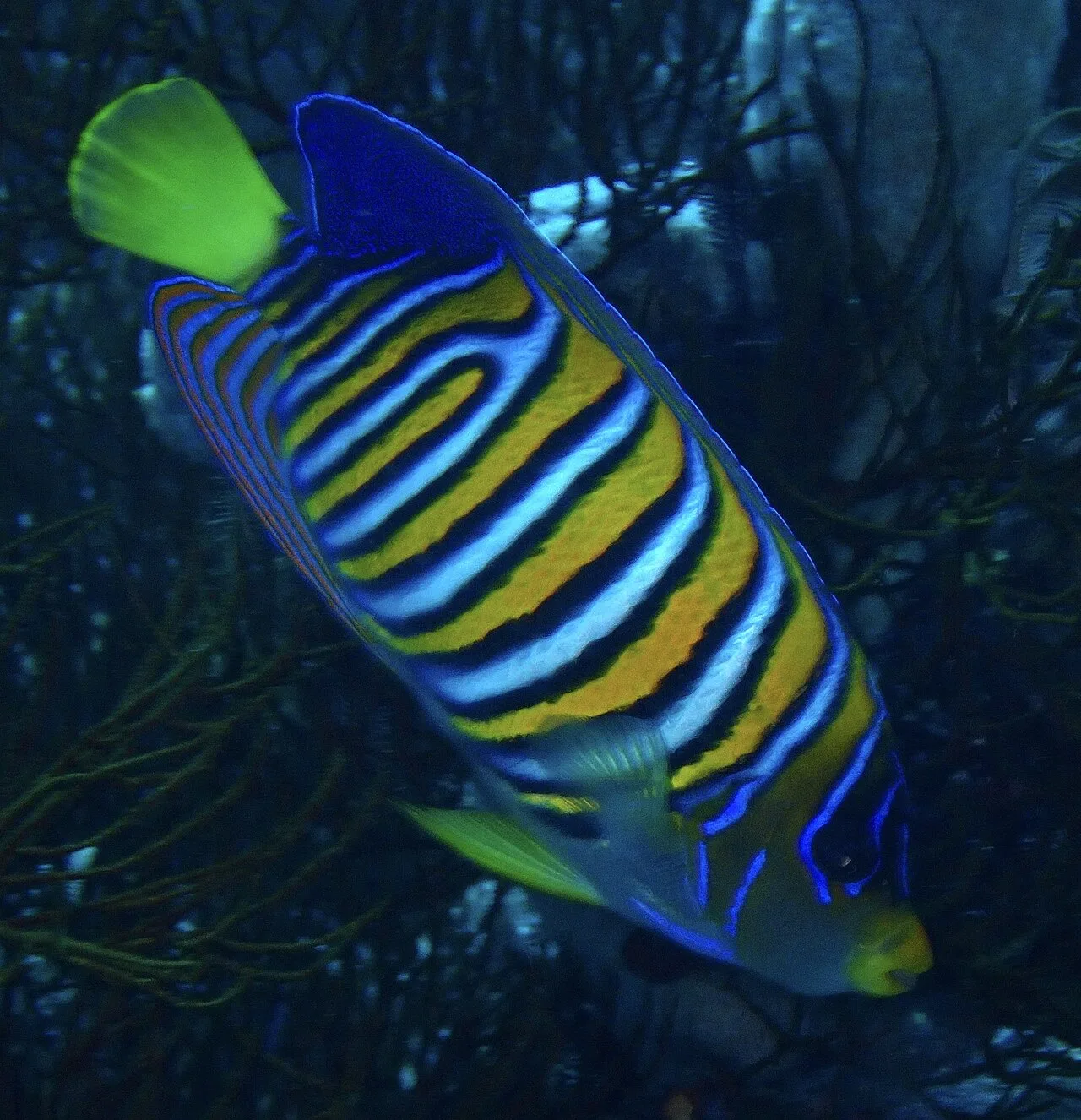 Regal angelfish (Pygoplites diacanthus)