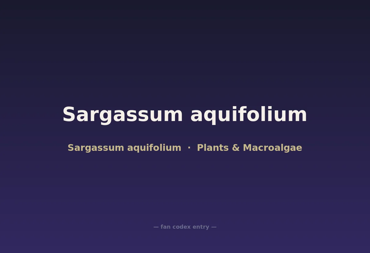 Sargassum aquifolium